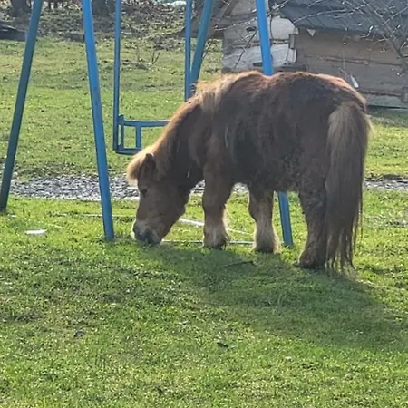 U Kuliga ヴィスワ